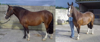 14.2HH MW Irish Ride and Drive Cob Mare